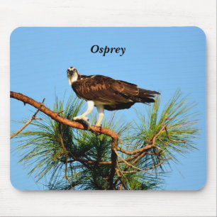 Osprey in het wild muismat