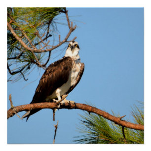 Osprey in het wild perfect poster