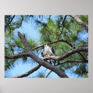 Osprey in pineboom poster