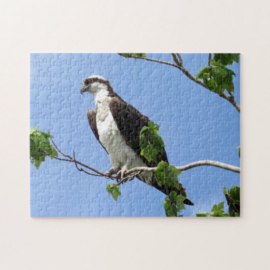 Osprey in Tree - Raptor - Vogel Legpuzzel (Horizontaal)