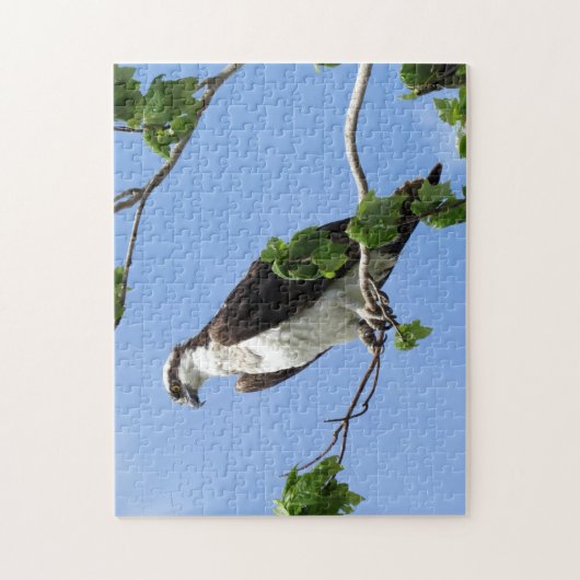 Osprey in Tree - Raptor - Vogel Legpuzzel (Verticaal)