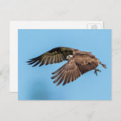 Osprey in vlucht in het State Park van Honeymoon I Briefkaart (Voorkant / Achterkant)