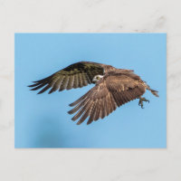 Osprey in vlucht in het State Park van Honeymoon I