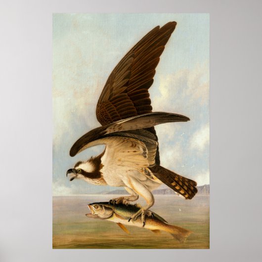 Osprey - John James Audubon Fine Art Poster (Voorkant)