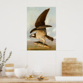 Osprey - John James Audubon Fine Art Poster (Keuken)