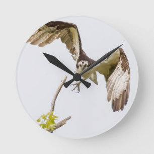 Osprey komt u aan ronde klok