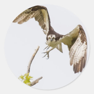 Osprey komt u aan ronde sticker