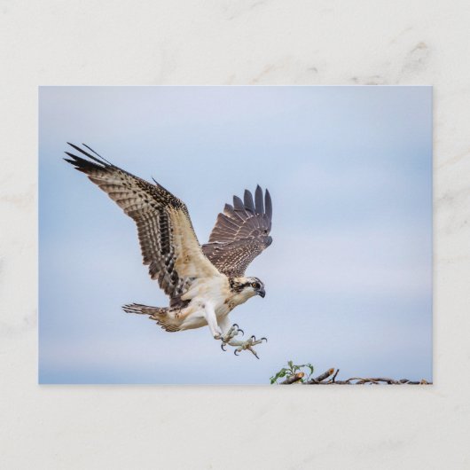 Osprey-landing in het nest briefkaart (Voorkant)