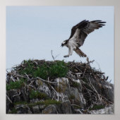 Osprey Landing Poster (Voorkant)