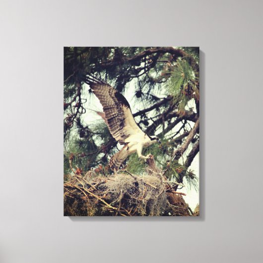 Osprey Landing Stretched Canvas Print (Voorkant)