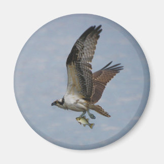 Osprey Magneet