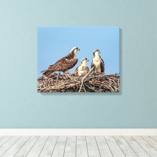 Osprey mama met haar kinderen canvas afdruk (Insitu (Houten vloer))