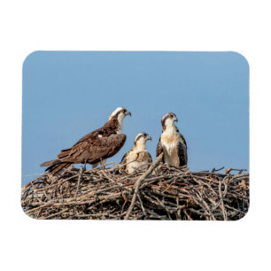 Osprey mama met haar kinderen magneet
