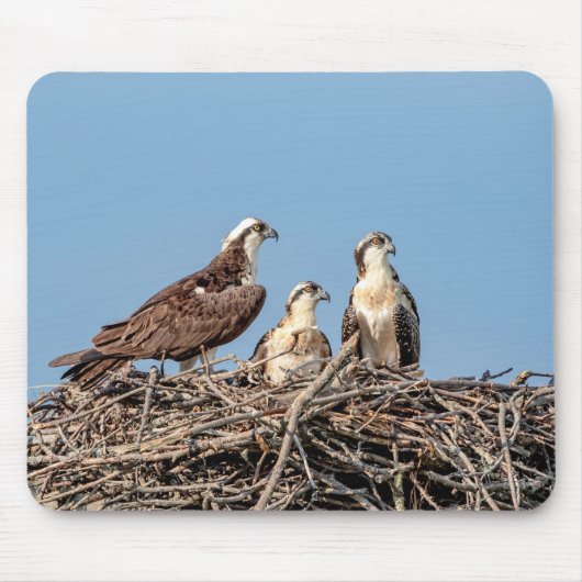 Osprey mama met haar kinderen muismat (Voorkant)