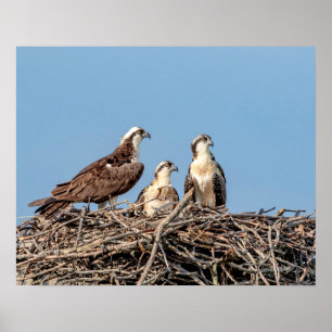 Osprey mama met haar kinderen poster