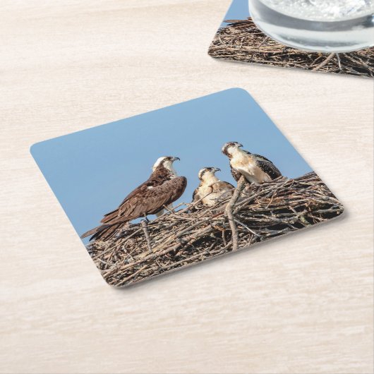 Osprey mama met haar kinderen vierkante kartonnen onderzetter (Schuin)