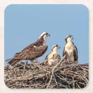Osprey mama met haar kinderen vierkante kartonnen onderzetter