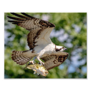 Osprey met grote mondbaars foto afdruk