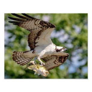 Osprey met grote mondbaars foto afdruk