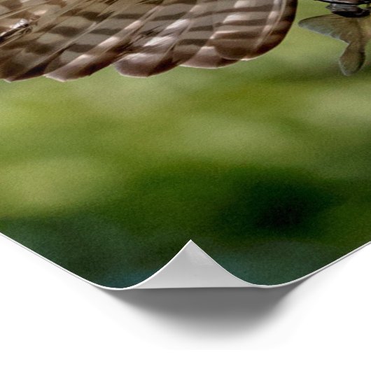 Osprey met grote mondbaars poster (Hoek)