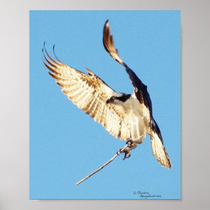 Osprey met Poster