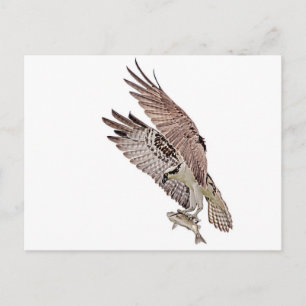 Osprey met vis briefkaart