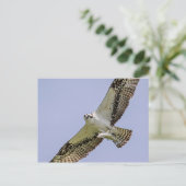 Osprey met vis briefkaart (Staand voorkant)