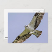 Osprey met vis briefkaart (Voorkant / Achterkant)