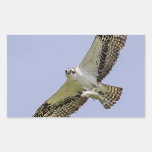 Osprey met vis rechthoekige sticker