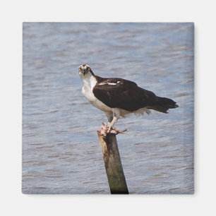 Osprey met vismagnet magneet
