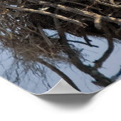 Osprey Nest Poster (Hoek)