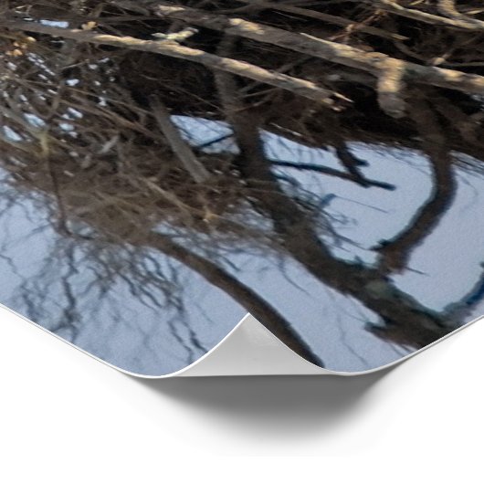 Osprey Nest Poster (Hoek)