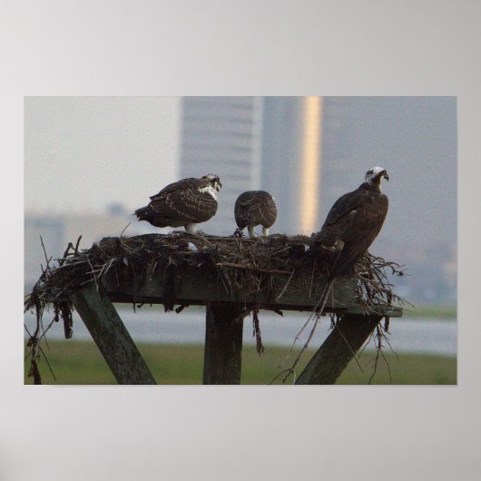 Osprey Nest Poster (Voorkant)