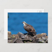 Osprey op de rotsen briefkaart (Voorkant / Achterkant)