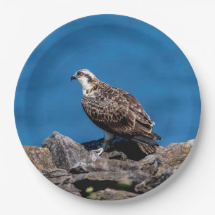 Osprey op de rotsen papieren bordje