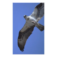 Osprey Photo