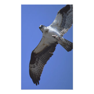 Osprey Photo Foto Afdruk