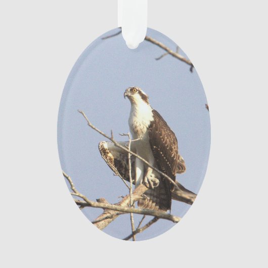 Osprey Photo-Ornament Ornament (voorkant)