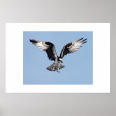 Osprey Poster (Voorkant)