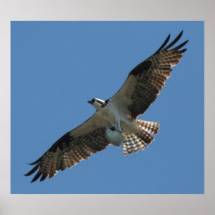 Osprey Raptor Bird & Halibut Fish Print