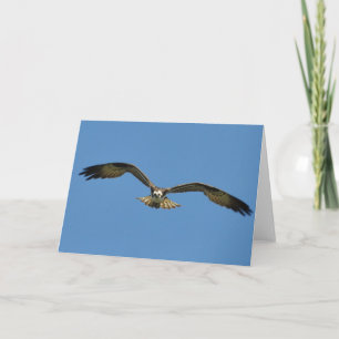 Osprey stijgt naar u-frameable art-Kaart Kaart