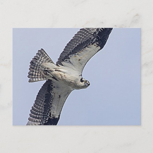 Osprey tijdens de vlucht briefkaart (Voorkant)