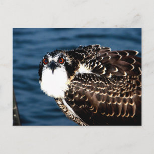 Osprey, Tilghman Island, Dogwood Harbour, Maryland Briefkaart