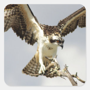 Osprey Vierkante Sticker