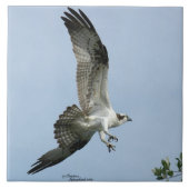 Osprey-vogel Tile Tegeltje (Voorkant)