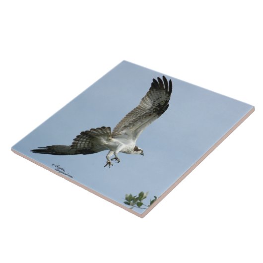 Osprey-vogel Tile Tegeltje (Zijkant)
