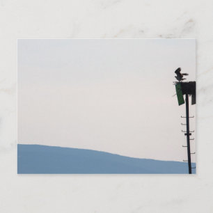 Osprey voor de berg Desert Island, Maine Briefkaart