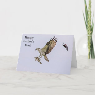 Osprey wordt achtervolgd door een rode gevleugelde kaart