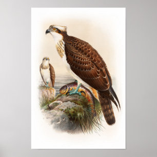 Osprey Zee Hawk John Gould Birds of Great Britain Poster