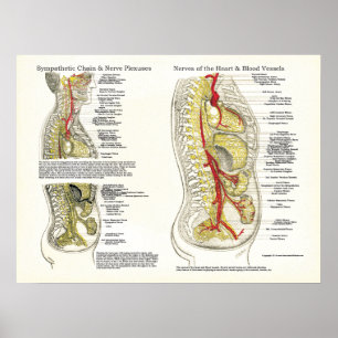 Osteopathisch Sympathische Keten Nerve Poster